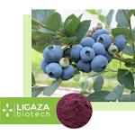 blueberries (Vaccínium myrtíllus)
