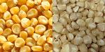 Dried yellow and white maize