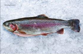 Portioned Trout 