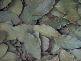 Turkish Bay leaf - Whole - Hand Selected