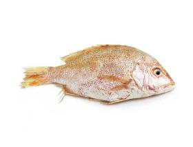 Whole gutted red snapper
