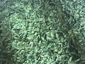 Bay leaf machine dried